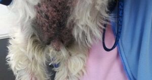 Chronic dermatitis on the abdomen of this dog