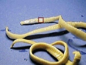 Tapeworms in Dogs and Cats
