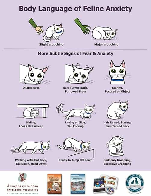 Cat Body Language Meaning Tails The Definitive Guide To Cat Behavior Cat Body Language Meaning Tails The Definitive Guide To Cat Behavior
