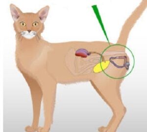 Feline Urinary Obstruction