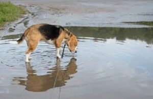 Leptospirosis in Dogs
