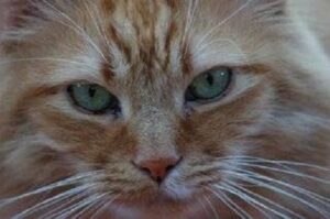 Evaluating Pet Health Through Blood Work