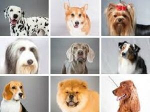 things to consider before breeding dogs