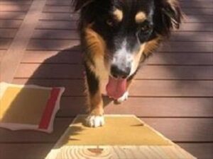 An Alternative to Clipping Nails FOR Dogs