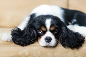 normal and abnormal dog smells