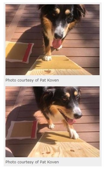 dog learning to use a nail board