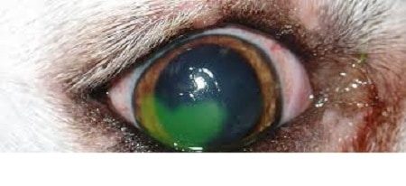 Corneal Ulcers in Companion Cats and Dogs 2