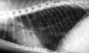 feline asthma