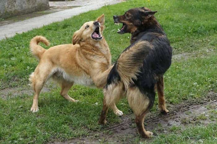 two dogs fighting