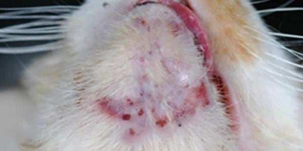 acne on a cat's mouth