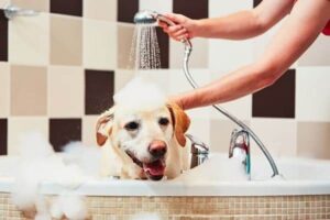allergies in companion dogs