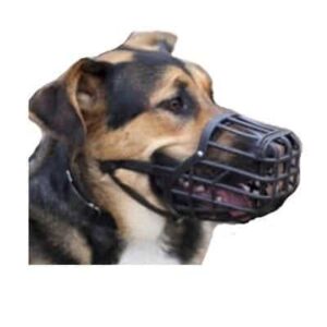 Aggression Between Household Dogs