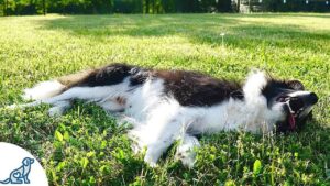 heat stroke in pets