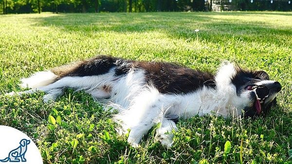 dog suffering from heat stroke