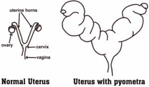 Pyometra (Pus-Filled Uterus) in Companion Dogs