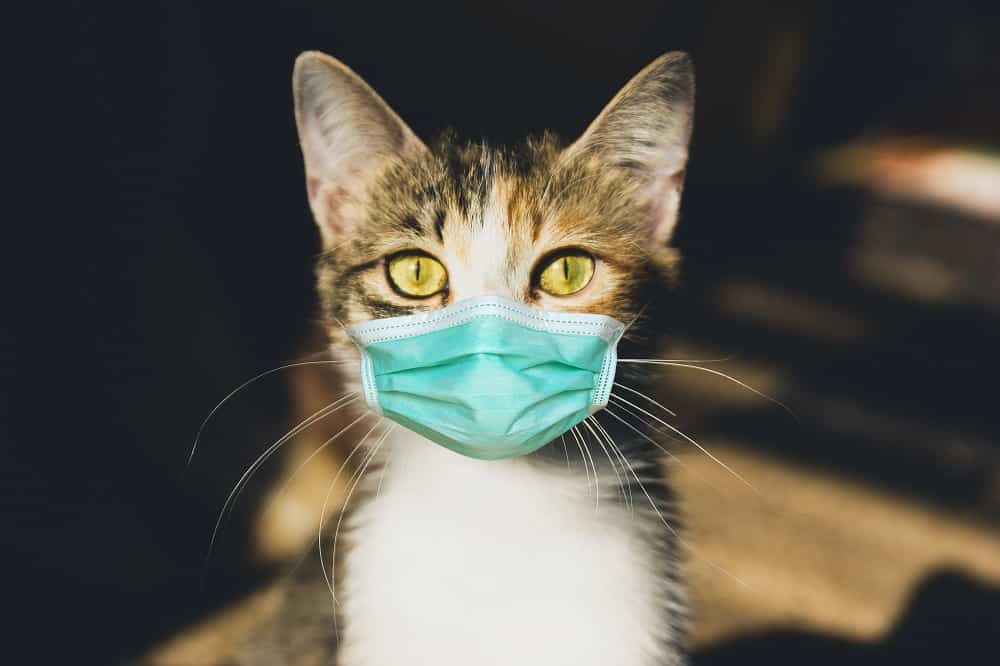 Feline Upper Respiratory Infection
