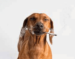 dog on marijuana medication