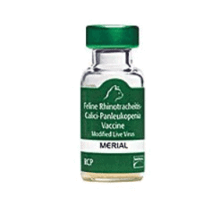 FVRCP injectable vaccination