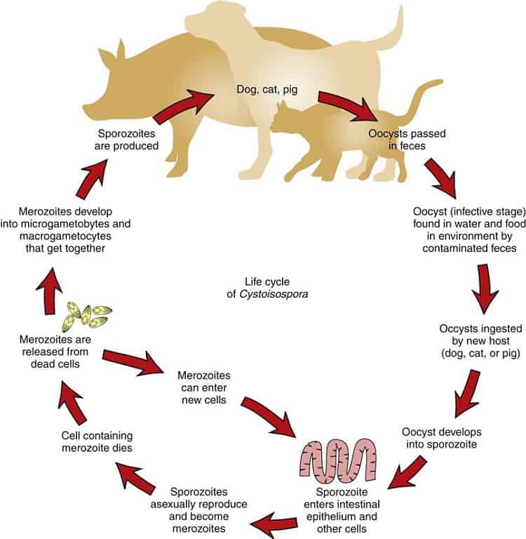 what are the symptoms of coccidia in dogs