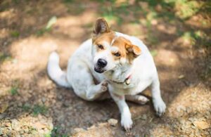 Allergies and Itching in dogs