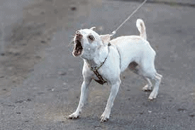 aggressive dog on a leash