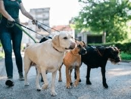multiple dogs behaving on leashes