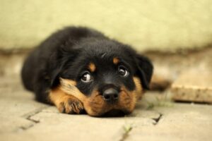 why dogs and cats eat feces