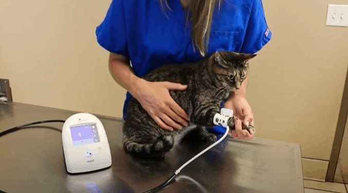 cat getting blood pressure taken