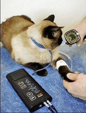 cat blood pressure test