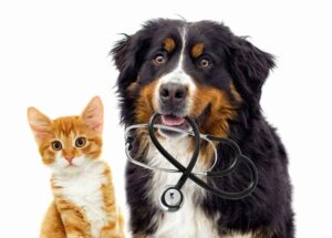 dogs getting echocardiogram
