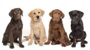 labs with canine copper storage disease large