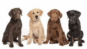 labs with canine copper storage disease