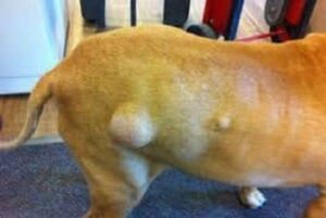 Lipomas dog
