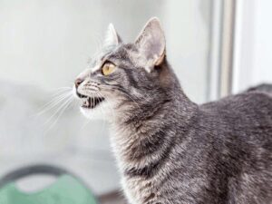 cat having a seizure