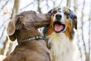 How to Introduce Your Dog to New Animals