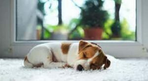 Monitoring Resting Respiratory Rates in Dogs with Heart Failure