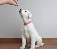 puppy being trained by owner