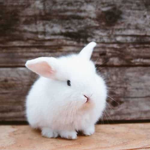 small bunny