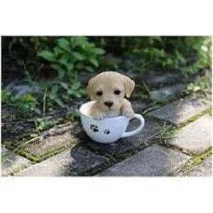 What You Should Know About Your First Puppy