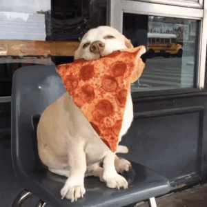 Diarrhea in Dogs