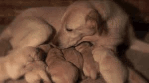 Female dog feeding and licking puppies

