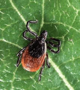 Ixodes tick