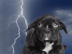 Thunderstorm Anxiety in Dogs treatment