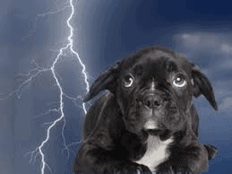 Thunderstorm Anxiety in Dogs
