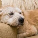 Sleep Disturbances in Older Dogs