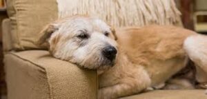 dog sleeping on couch