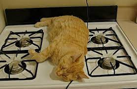 kitten on the stove