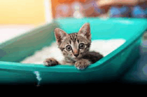things to know before getting a kitten