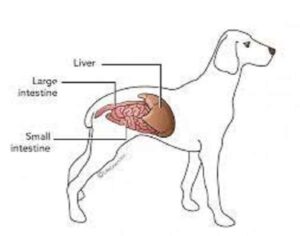 Liver Enzyme Elevation in Dogs big