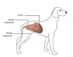 Liver Enzyme Elevation in Dogs photo